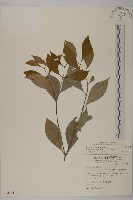 藏品(福建賽衛矛、福建假衛矛)的圖片