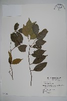 藏品(臺灣糊樗)的圖片