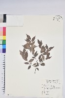 藏品(米飯花)的圖片