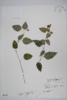 藏品(銀脈爵床)的圖片