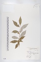 藏品(藤胡頹子)的圖片