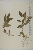 藏品(卵葉刺果衛矛)的圖片