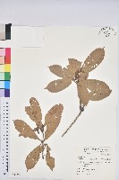 藏品(大葉石櫟、大葉校栗)的圖片