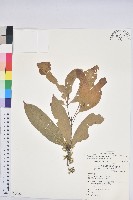 藏品(短尾柯、油葉杜、嶺南柯)的圖片