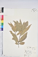 藏品(細葉三斗石櫟)的圖片