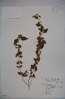 藏品(呂宋莢迷)的圖片