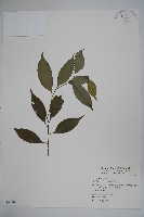 藏品(臺灣糊樗)的圖片