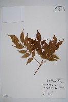 藏品(木蠟樹、山漆)的圖片