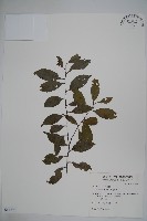 藏品(糊樗)的圖片