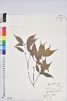 藏品(錐果櫟)的圖片