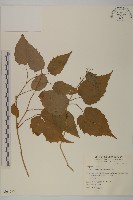 藏品(臺灣山白蘭)的圖片