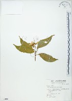 藏品(樟葉槭, 飛蛾子樹)的圖片