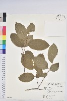 藏品(紫黃)的圖片