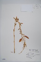 藏品(刺莧)的圖片