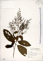 藏品(水金京)的圖片