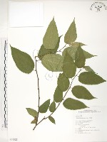 藏品(小構樹)的圖片