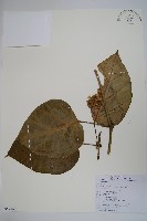 藏品(臺灣牛嬭菜)的圖片