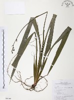 藏品(桔梗蘭)的圖片