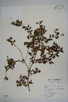 藏品(雲南冬青)的圖片