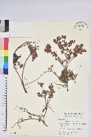 藏品(高山越橘)的圖片