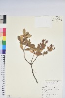 藏品(著生杜鵑)的圖片