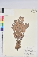 藏品(凹葉越橘)的圖片