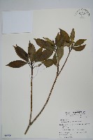 藏品(臺灣樹參)的圖片