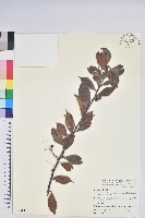 藏品(珍珠花、長尾葉越橘)的圖片