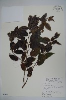 藏品(刻脈冬青)的圖片