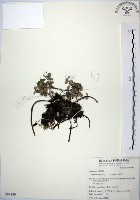 藏品(小椒草)的圖片