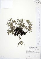 藏品(小椒草)的圖片