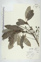 藏品(耿氏虎皮楠)的圖片