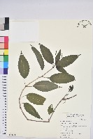 藏品(山靛)的圖片