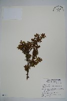 藏品(雲南冬青)的圖片