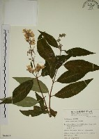 藏品(大葉溲疏)的圖片