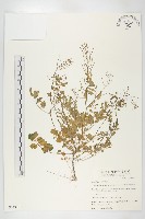 藏品(臺灣碎米薺)的圖片