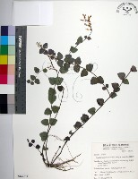 藏品(南台灣黃芩)的圖片