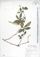 藏品(石吊蘭、吊石苣苔)的圖片