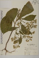 藏品(薄葉艾納香)的圖片