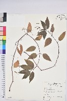 藏品(山靛)的圖片