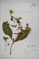 藏品(假酸漿)的圖片