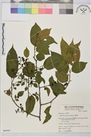 藏品(桶鉤藤)的圖片