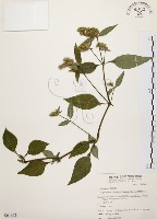 藏品(臺灣鱗球花)的圖片