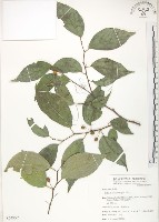 藏品(石朴)的圖片