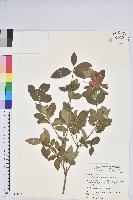 藏品(南澳杜鵑)的圖片