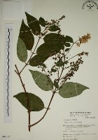 藏品(大葉溲疏)的圖片