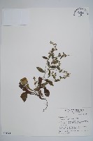 藏品(盾果草)的圖片