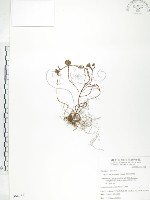 藏品(玉山金絲桃)的圖片