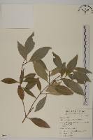 藏品(福建賽衛矛、福建假衛矛)的圖片