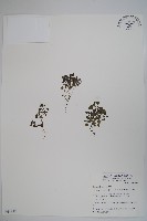 藏品(山桔梗)的圖片